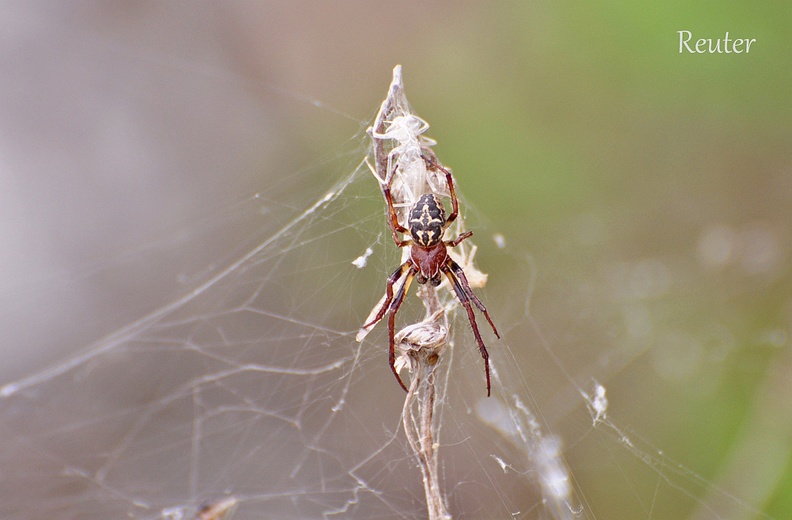 Schilfradspinne (Larinioides cornutus)